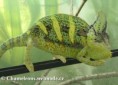 /album/chamaeleo-calyptratus/chamaeleo-calyptratus-male1-jpg/