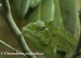 /album/chamaeleo-t-cristatus/chamaeleo-cristatus-female1-jpg/