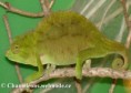 /album/chamaeleo-t-cristatus/chamaeleo-cristatus-female2-jpg/