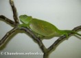 /album/chamaeleo-t-montium/chamaeleo-montium-female2-jpg/