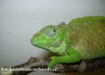 /album/chamaeleo-t-montium/chamaeleo-montium-female3-jpg/