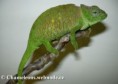 /album/chamaeleo-t-montium/chamaeleo-montium-female4-jpg/