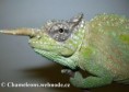 /album/chamaeleo-t-montium/chamaeleo-montium-male2-jpg/