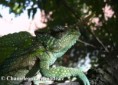 /album/chamaeleo-t-montium/chamaeleo-montium-male4-jpg/