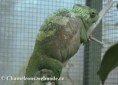 /album/chamaeleo-t-quadricornis/chamaeleo-quadricornis-female1-jpg/