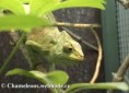 /album/chamaeleo-t-quadricornis/chamaeleo-quadricornis-female2-jpg/