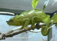 /album/chamaeleo-t-quadricornis/chamaeleo-quadricornis-male1-jpg/