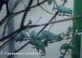 /album/chamaeleo-t-deremensis/chamaeleo-deremensis-babies-jpg/