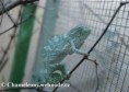 /album/chamaeleo-t-deremensis/chamaeleo-deremensis-baby-jpg/