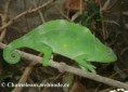 /album/chamaeleo-t-deremensis/chamaeleo-deremensis-female1-jpg/