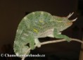 /album/chamaeleo-t-deremensis/chamaeleo-deremensis-male1-jpg/