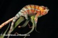 /album/furcifer-pardalis/furcifer-pardalis-ambanja-male2-jpg/