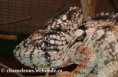 /album/furcifer-oustaleti/furcifer-oustaleti-male2-jpg/
