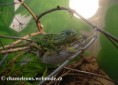 /album/furcifer-lateralis/furcifer-lateralis-mating-jpg/