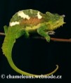 /album/chamaeleo-t-quadricornis/chamaeleo-quadricornis-male2-jpg/