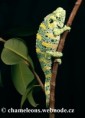 /album/chamaeleo-t-melleri/chamaeleo-melleri-female3-jpg/
