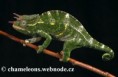 /album/chamaeleo-t-deremensis/chamaeleo-deremensis-male2-jpg/