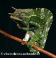 /album/chamaeleo-t-deremensis/chamaeleo-deremensis-male3-jpg/