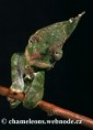 /album/chamaeleo-t-deremensis/chamaeleo-deremensis-male4-jpg/