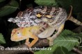 /album/furcifer-minor/furcifer-minor-mating1-jpg/