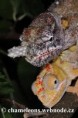/album/furcifer-minor/furcifer-minor-mating3-jpg/