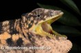 /album/furcifer-pardalis/furcifer-pardalis-ambanja-female3-jpg/