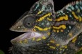 /album/chamaeleo-calyptratus/chamaeleo-calyptratus-female3-jpg/