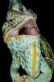 /album/chamaeleo-calyptratus/chamaeleo-calyptratus-male6-jpg/