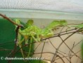 /album/chamaeleo-dilepis-roperi/chamaeleo-d-roperi-babies2-jpg/