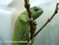 /album/chamaeleo-dilepis-roperi/chamaeleo-d-roperi-female2-jpg/