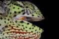 /album/chamaeleo-dilepis-roperi/chamaeleo-d-roperi-male2-jpg/