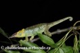 /album/chamaeleo-jacksonii-merumontanus/chamaeleo-jacksonii-merumontanus-male3-jpg/