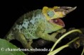 /album/chamaeleo-jacksonii-merumontanus/chamaeleo-jacksonii-merumontanus-male4-jpg/