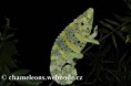 /album/chamaeleo-t-melleri/chamaeleo-melleri-female4-jpg/