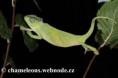 /album/chamaeleo-t-montium/chamaeleo-montium-female6-jpg/