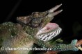 /album/chamaeleo-t-montium/chamaeleo-montium-male5-jpg/