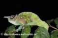 /album/chamaeleo-t-montium/chamaeleo-montium-male6-jpg/