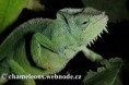 /album/chamaeleo-t-quadricornis/chamaeleo-quadricornis-female3-jpg/